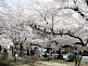 Philosopher's Path Cherry Blossom in Kyoto