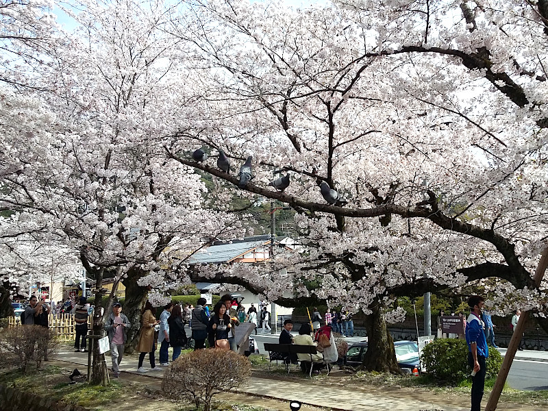 Philosopher's Walk Cherry Blossom in Kyoto