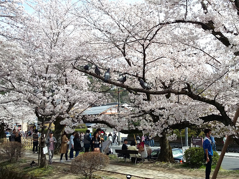 Philosopher's Path Cherry Blossom in Kyoto