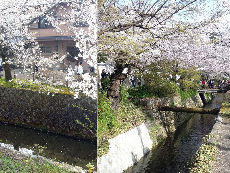 Philosopher's Walk In Kyoto