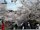 Philosopher's Path Cherry Blossom in Kyoto