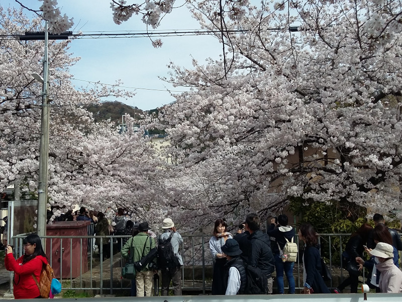Philosopher's Walk Cherry Blossom In Kyoto