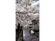 Philosopher's Path in Kyoto