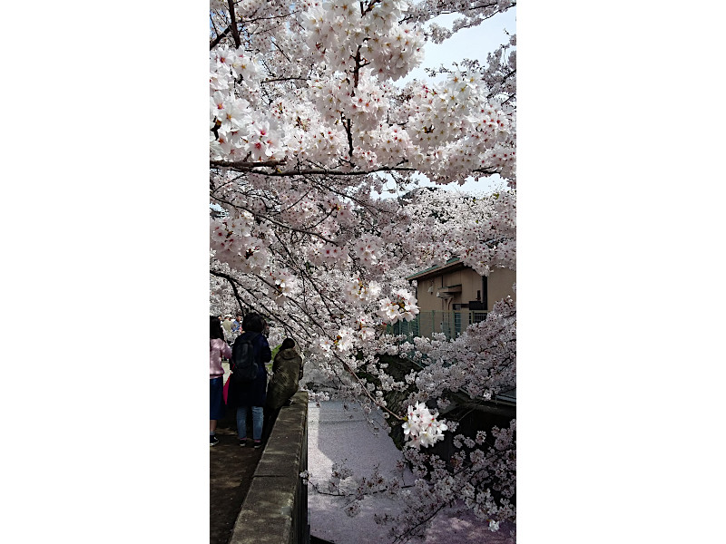Philosopher's Walk In Kyoto