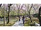Cherry Blossom Ryoan-ji Garden in Kyoto