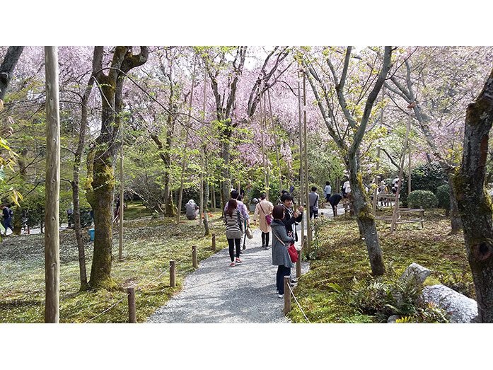 Cherry Blossom Ryoan-ji Garden in Kyoto