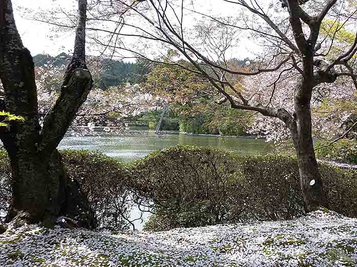 Kyoyochi Pond (Oshidori ike) of Ryoan-ji in Kyoto
