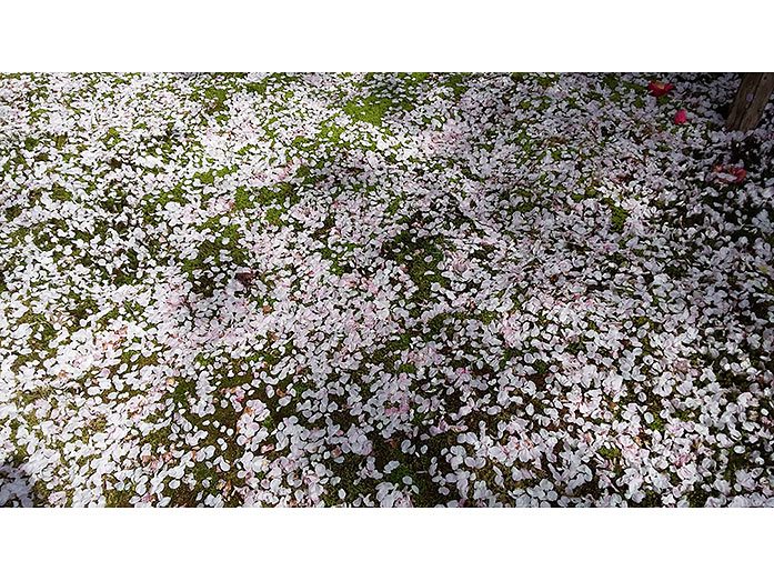 Cherry Blossom Ryoan-ji Garden in Kyoto