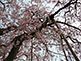 Cherry Blossom Ryoan-ji Garden in Kyoto