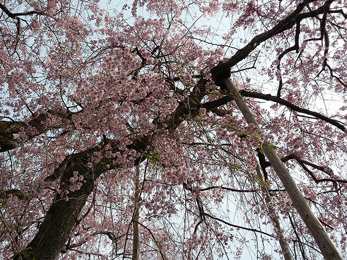Cherry Blossom Ryoan-ji Garden in Kyoto