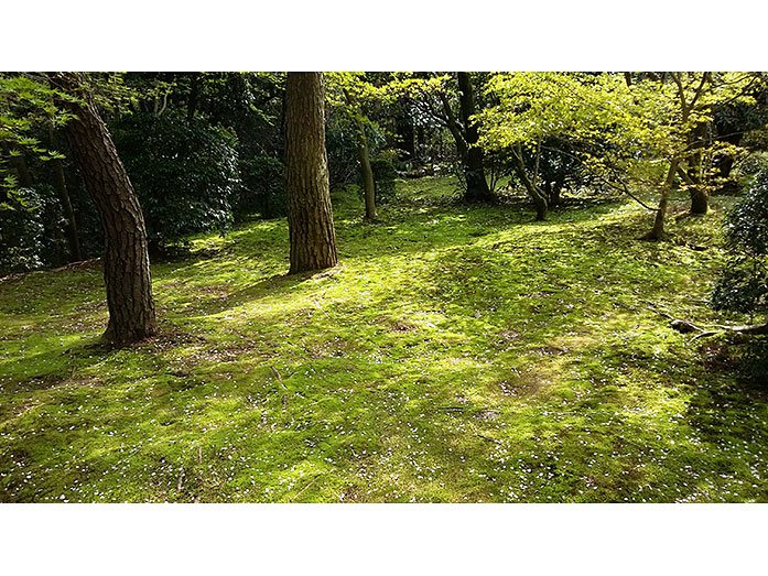 Moss Garden of Ryoan-ji Temple in Kyoto
