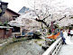 Shirakawa Canal in Kyoto
