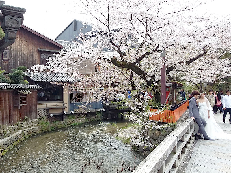 Shirakawa Canal in Kyoto