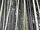 Bamboo Groove in Shoren-in in Kyoto