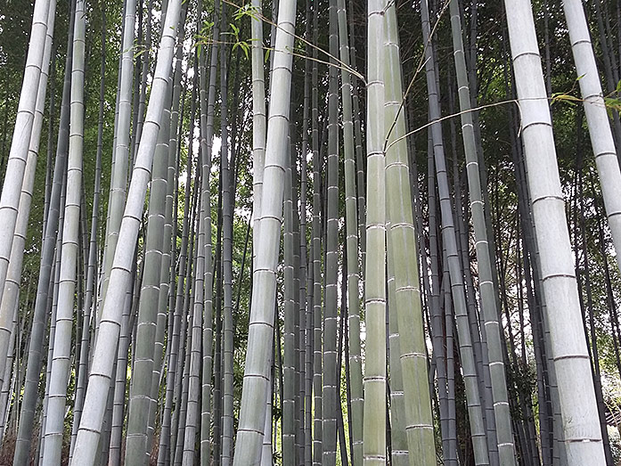 Bamboo Groove Shoren-in in Kyoto
