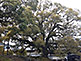 Camphor Tree in Shoren-in Temple in Kyoto