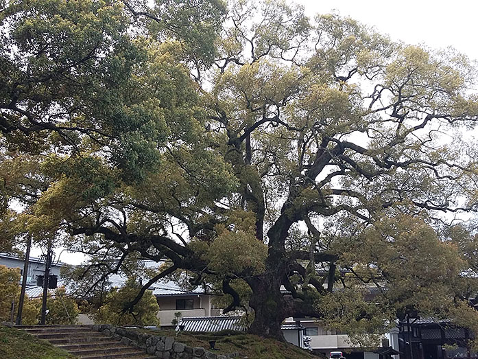 Camphor Tree Shoren-in Temple in Kyoto