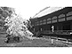 Shinden Hall and Sakon-no Sakura of Shoren-in Temple in Kyoto