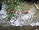 Ryujin-no-ike Pond of Shoren-in Temple in Kyoto