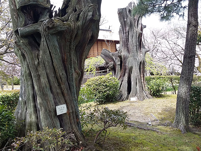 Old Trees Shosei-en Garden in Kyoto