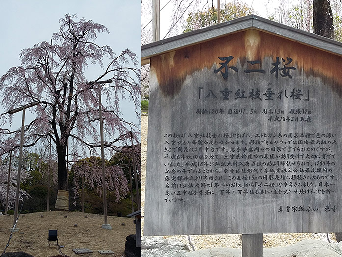 Funi Sakura Tree Toji Temple in Kyoto