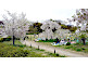 Hanami Time in Umekoji Park in Kyoto