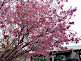 Hanami Time in Umekoji Park in Kyoto