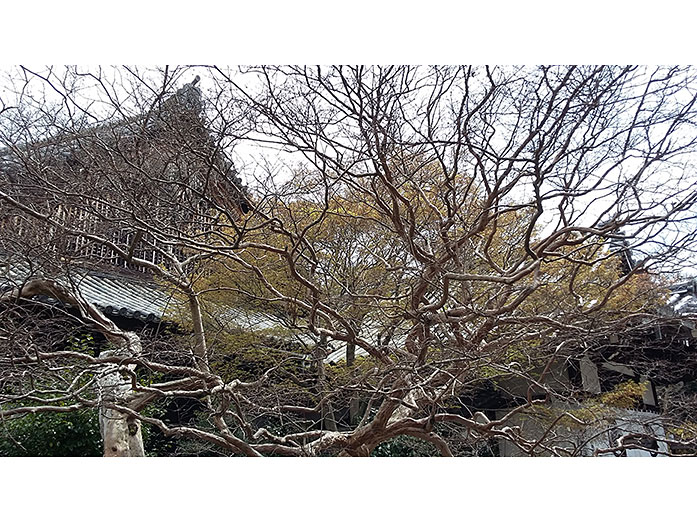 Yogen-in Temple Garden