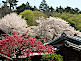 Cherry Blossom in Nara