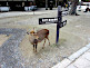 Deer near Todaiji Temple in Nara