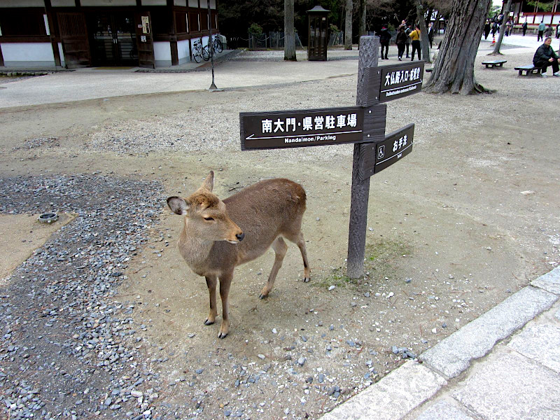 Deer near Todaiji Temple in Nara