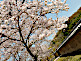 Cherry Blossom at Horyu-ji Temple in Nara