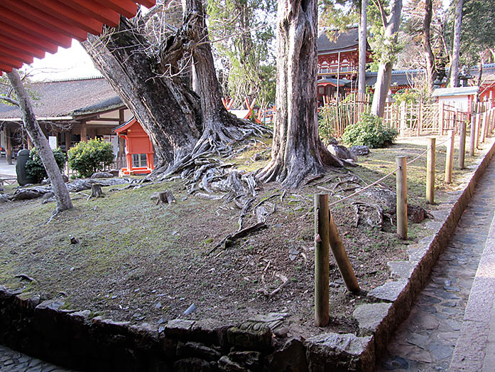 Cedar Trees Kasuga Taisha Shrine in Nara