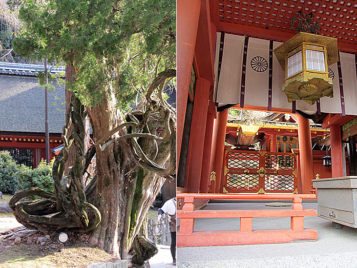Sunazuri-no-fuji Kasuga Taisha Shrine in Nara