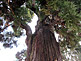 Osugi Sacred Cedar Tree of the Kasuga Taisha Shrine