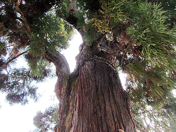 Osugi Sacred Cedar Tree of the Kasuga Taisha Shrine