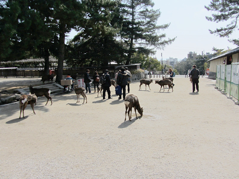 Sacred Deer Kofukuji Temple in Nara