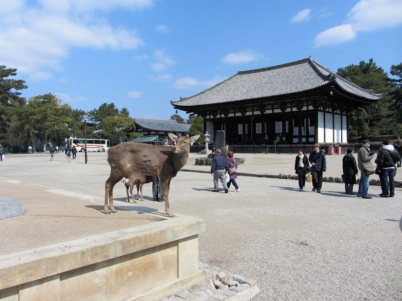 Kofukuji Temple Tokondo (The Eastern Golden Hall) in Nara