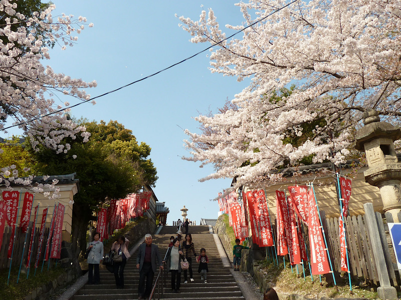 Staircase lined with cherry blossoms leading to Kofuku-ji in Nara