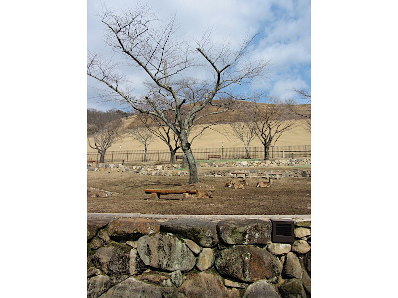 Nara Park near Todaiji