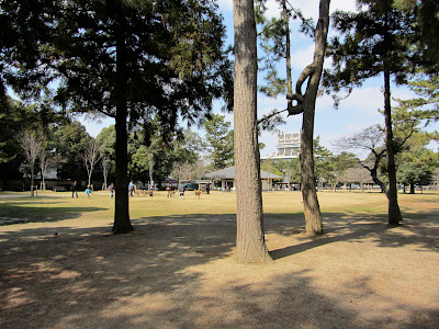 Nara Park