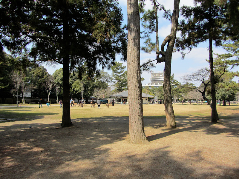 Nara Park in Nara