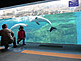 Dolphins in KAIYUKAN Aquarium in Osaka