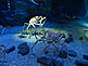Giant Crab in KAIYUKAN Aquarium in Osaka