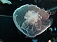 Jellyfish in KAIYUKAN Aquarium in Osaka