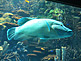 Napoleonfish in KAIYUKAN Aquarium in Osaka