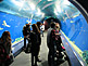 Tunnel Entrance of KAIYUKAN Aquarium in Osaka