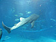 Whale Shark in KAIYUKAN Aquarium in Osaka