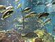Fish in KAIYUKAN Aquarium in Osaka