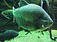 Pacu Fish in KAIYUKAN Aquarium in Osaka
